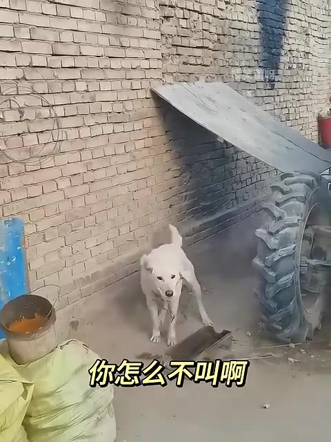 現在的華為手機是真的牛皮