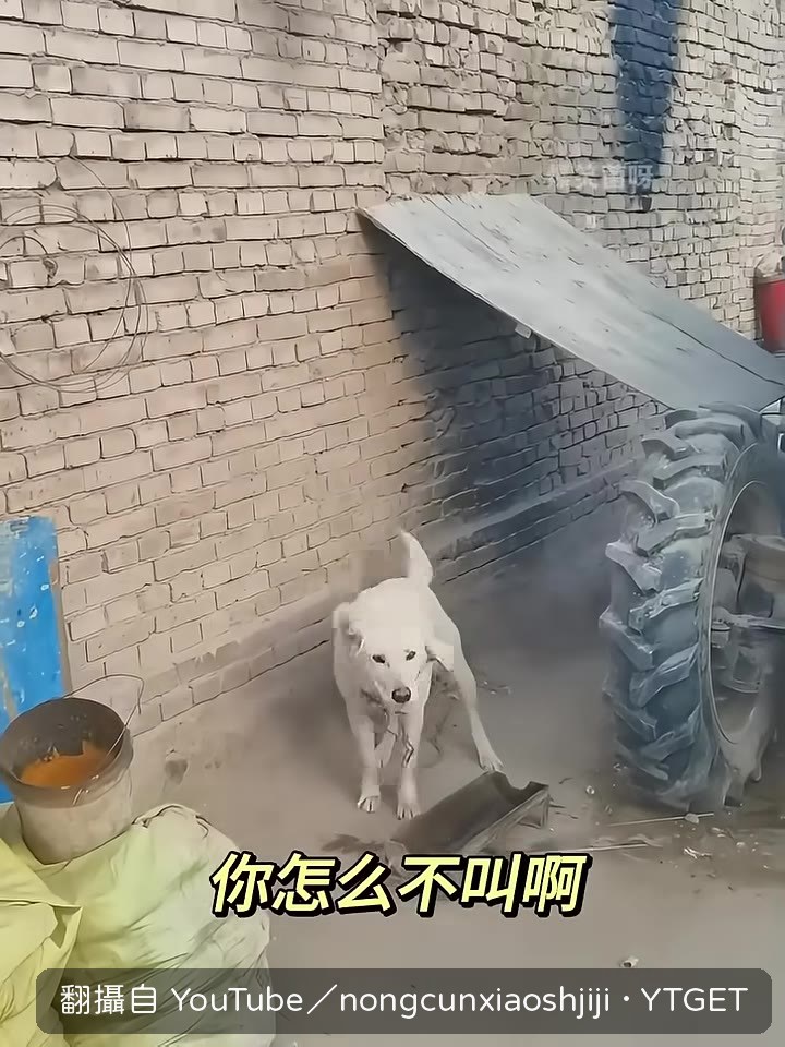 現在的華為手機是真的牛皮