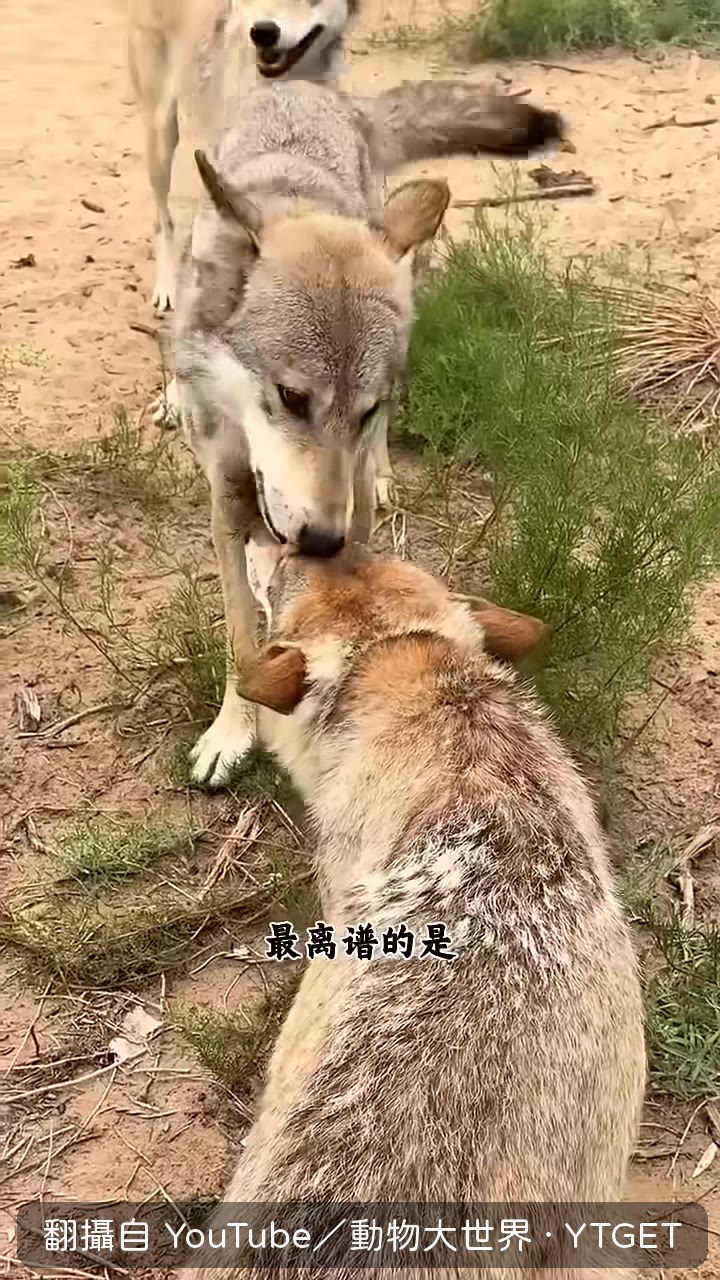 狼王叼盆等開飯