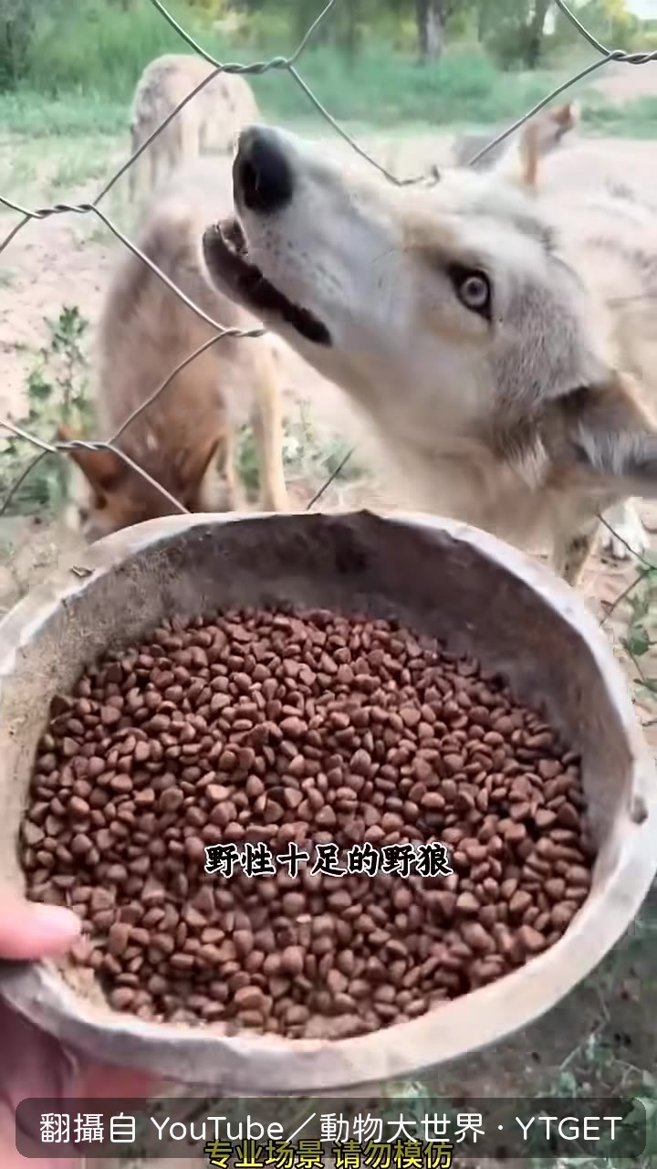 野狼嚐了一口狗糧