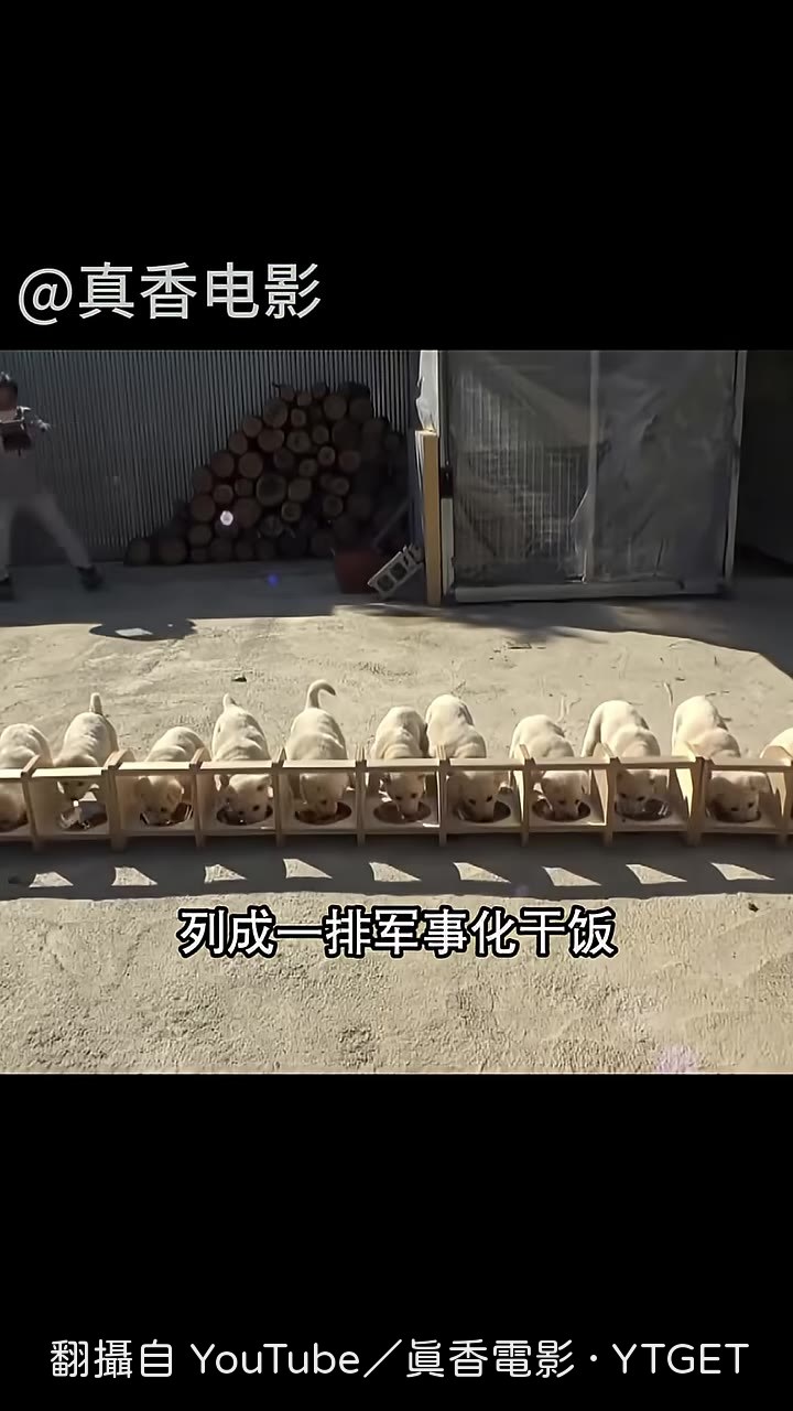 一排奶狗埋頭吃飯，像極了養豬場