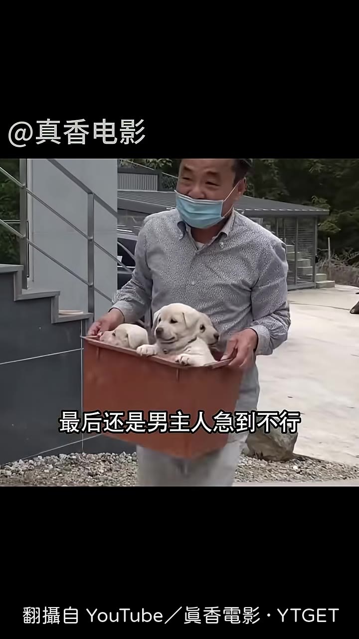 男主人抓起落後的小狗，親自送去吃飯