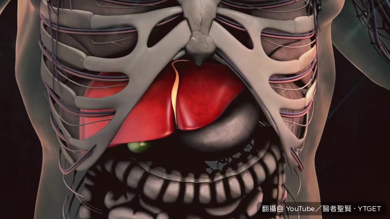 內臟脂肪是藏在腹腔的健康殺手