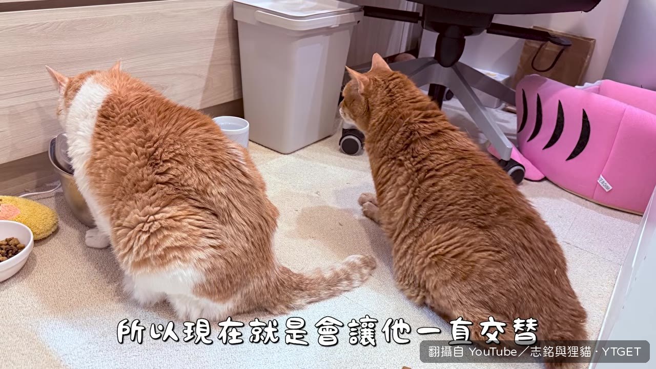 法米納水解蛋白飼料試吃包