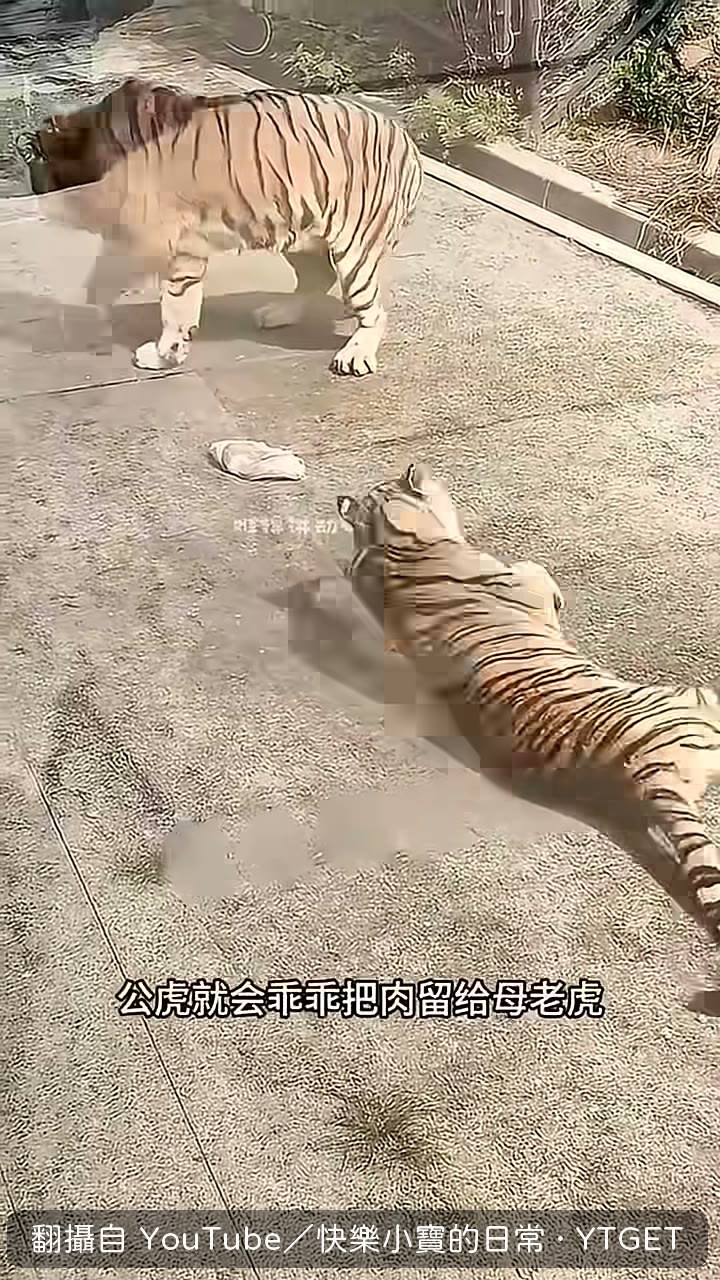 公虎先醒也不敢動,怕吵醒母老虎