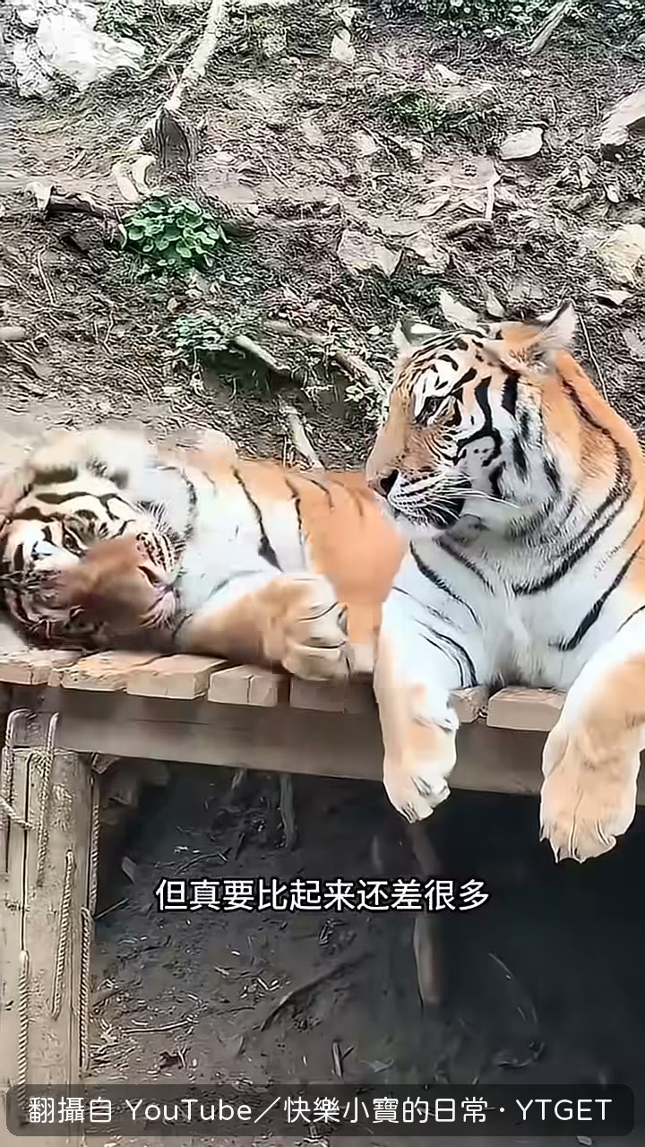 母老虎用尾巴勾公虎下巴撒嬌