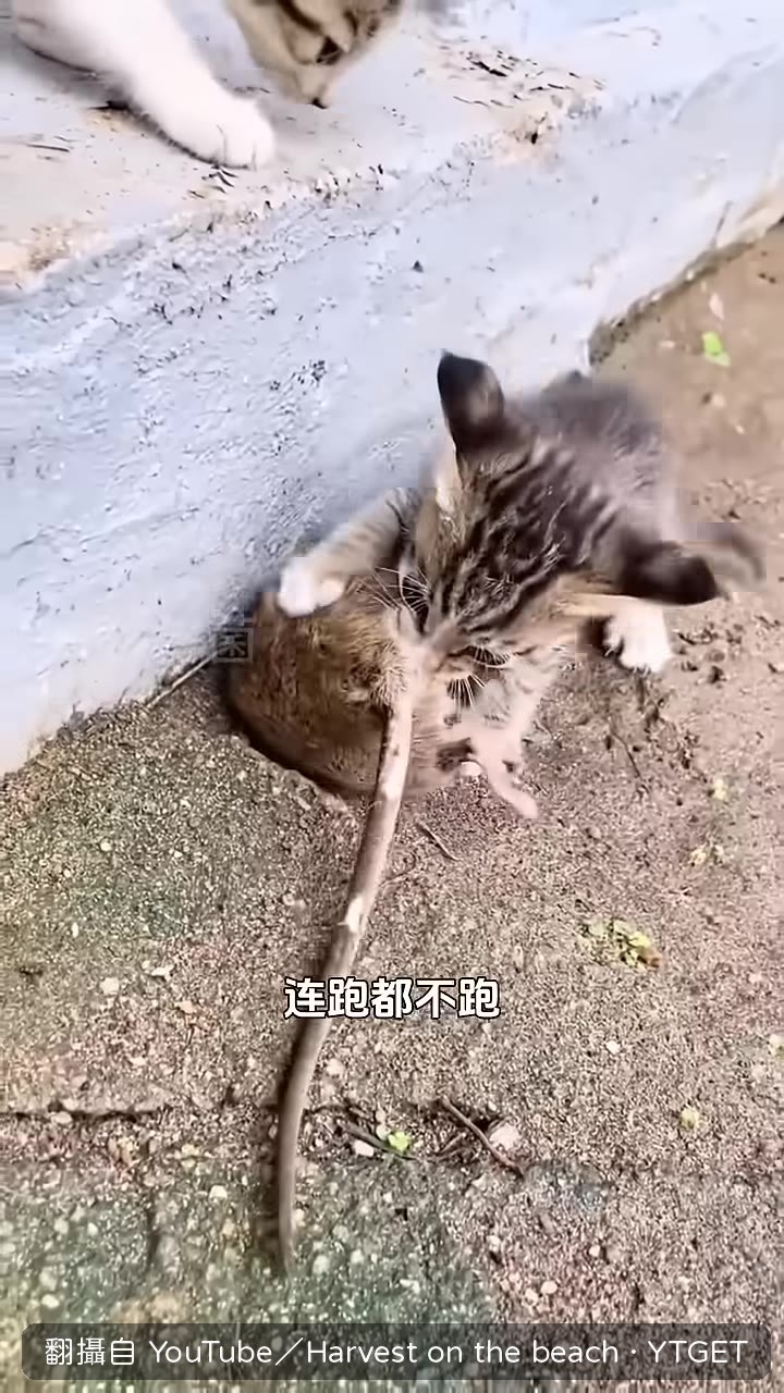 老鼠被貓嚇到原地僵住