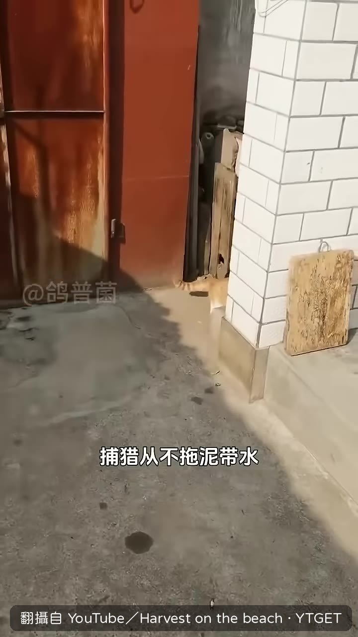 貓一口咬碎老鼠腦袋
