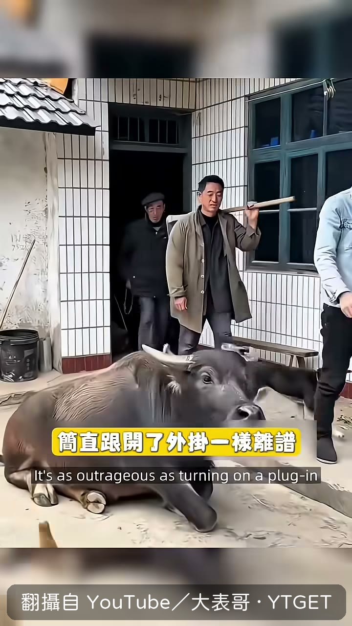 奶糖光明正大上桌吃飯