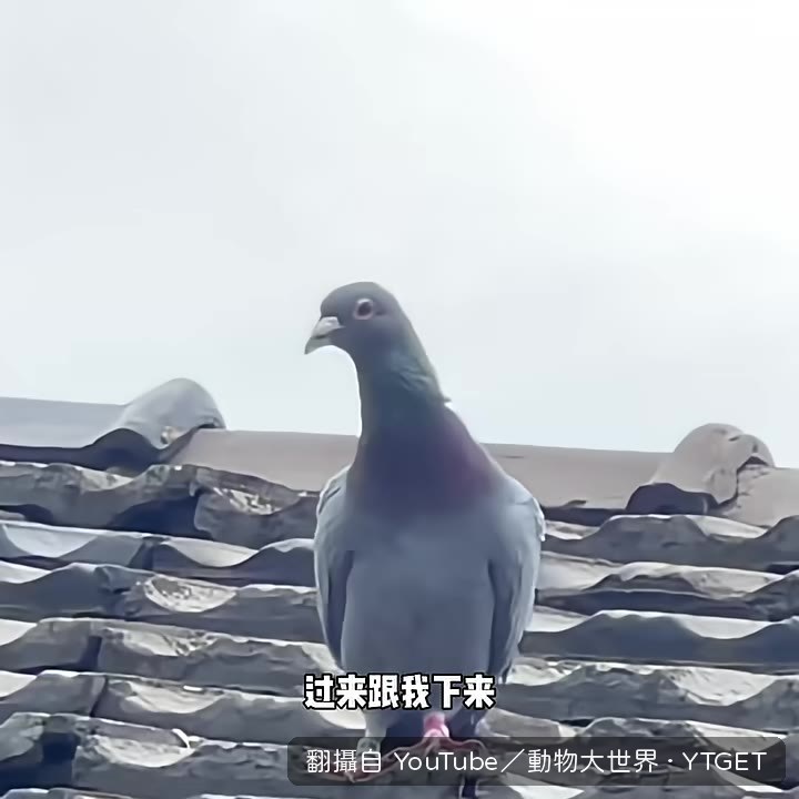 大咪叼著蝙蝠乖乖放生