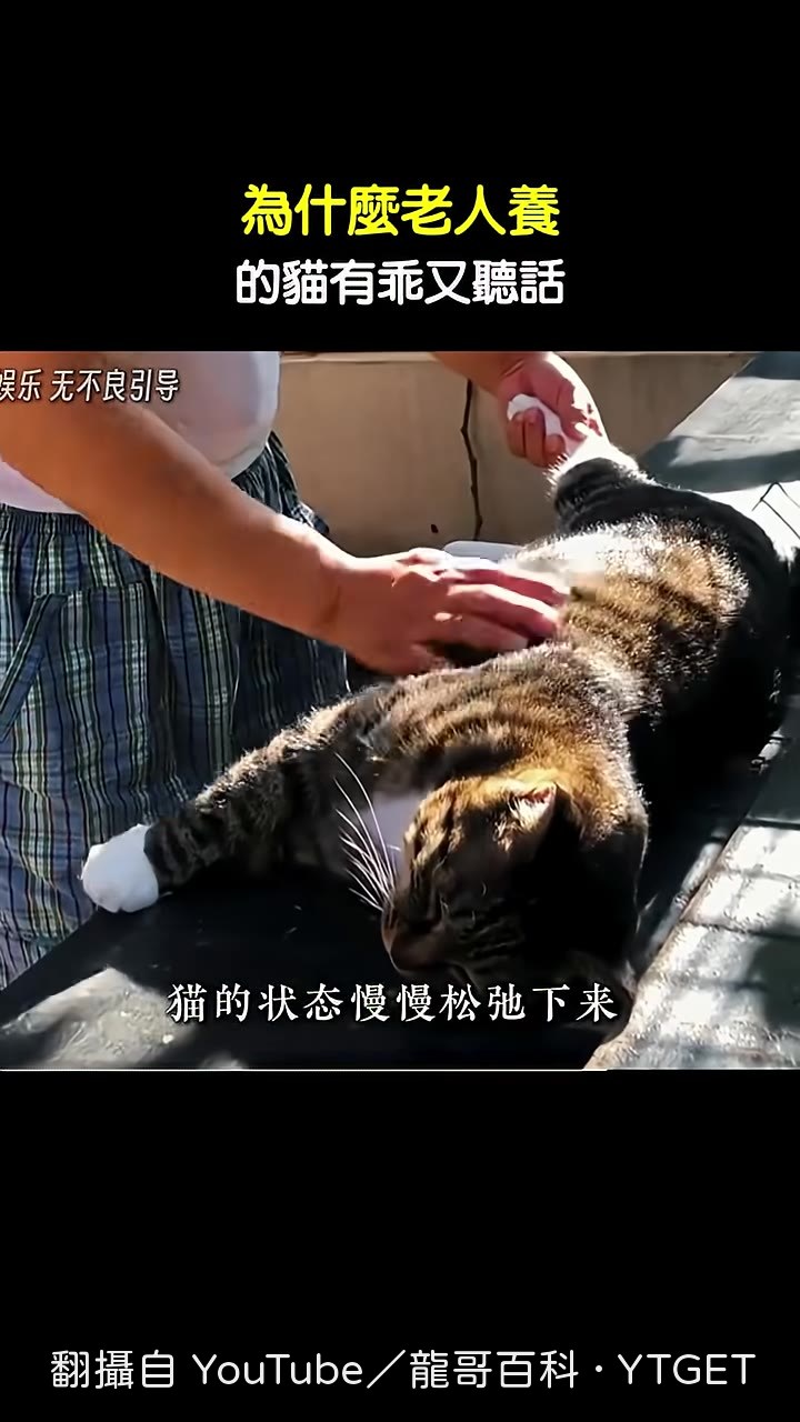 貓在老人身邊變沉穩