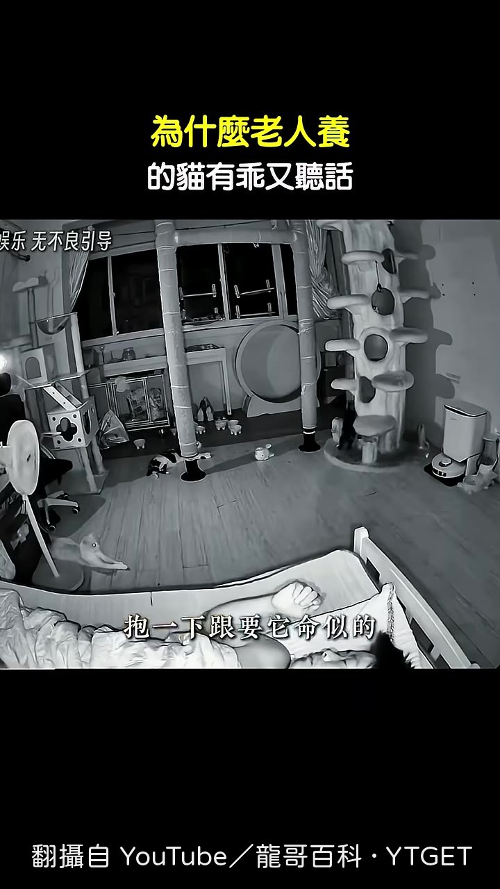 抱貓跟要牠命一樣