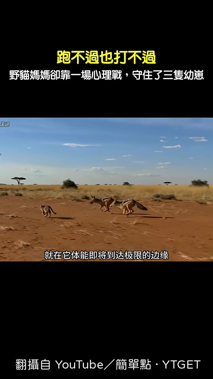 貓媽媽爬上枯樹