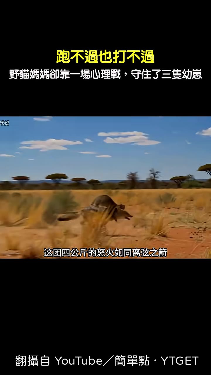 貓媽媽撞向胡狼