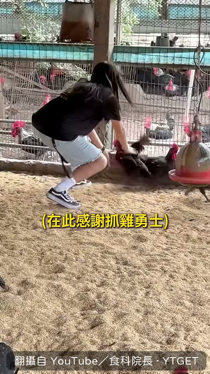 當場抓一隻雞出來檢查健康狀況