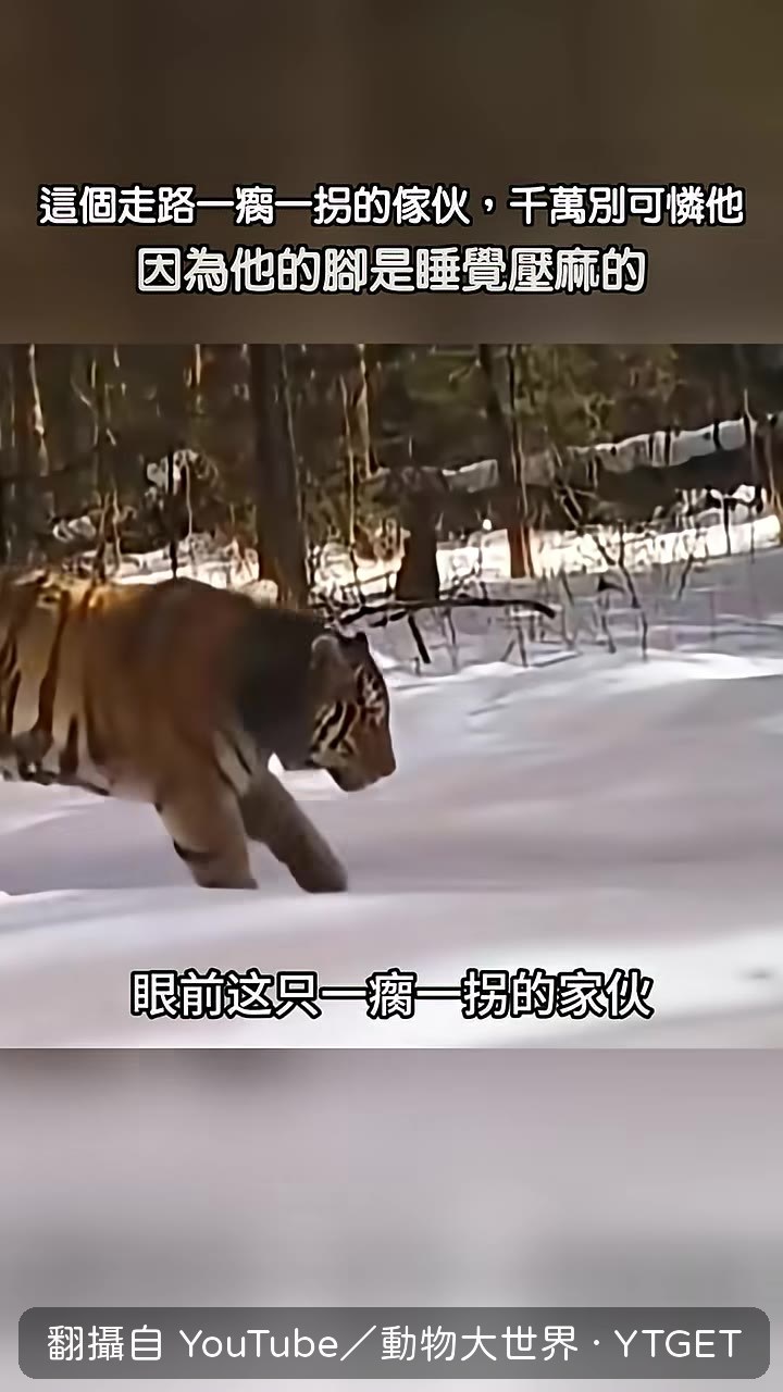 腳是睡覺壓麻的東北虎