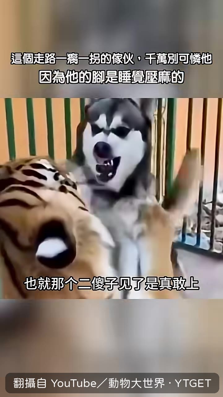 野生東北虎僅剩400多隻