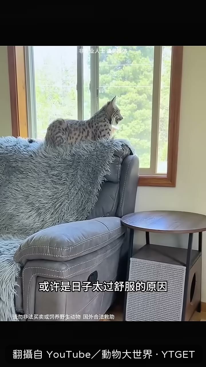 山貓體重一路飆升,女子抱起來很吃力