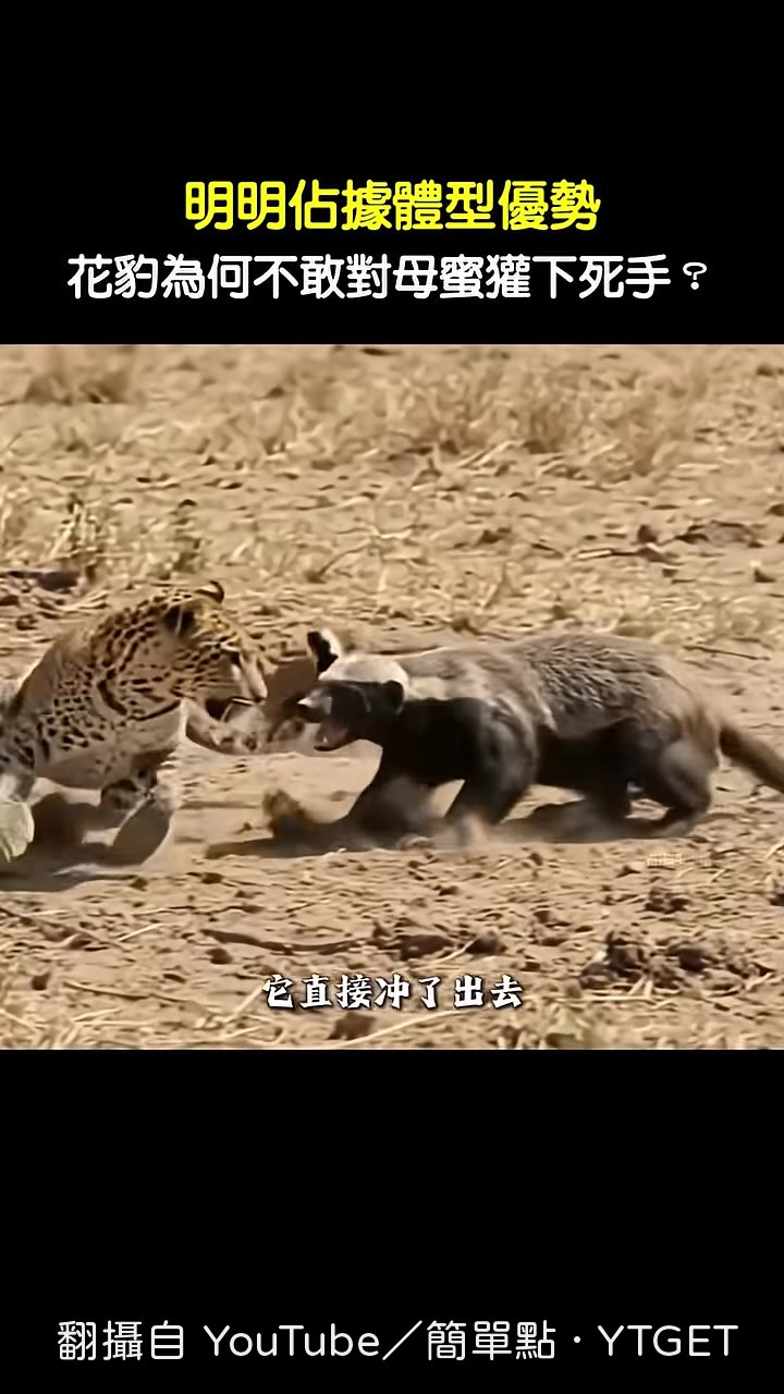 蜜獾追著花豹衝進草叢