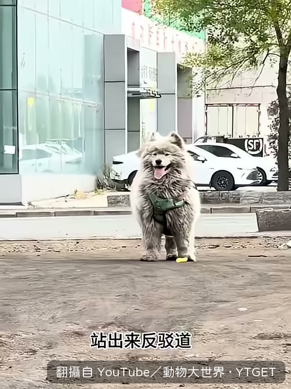網友吐槽流浪狗怎麼可能這麼肥