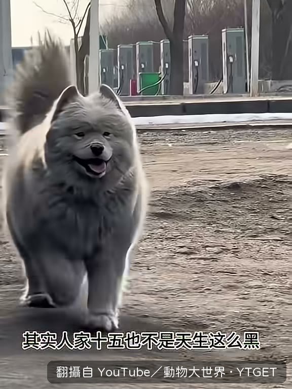 剛洗完澡其實是白花花的薩摩耶