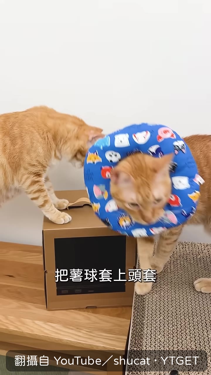 半夜幫鼠球套上頭套