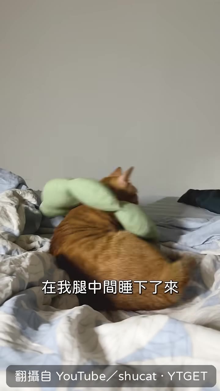 哥哥跳過來舔鼠球安慰