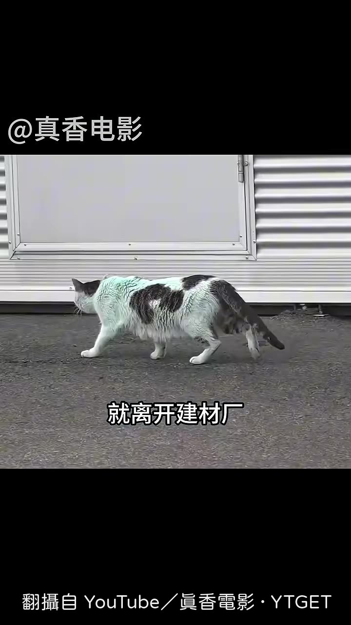 母貓溜進染料廠倉庫