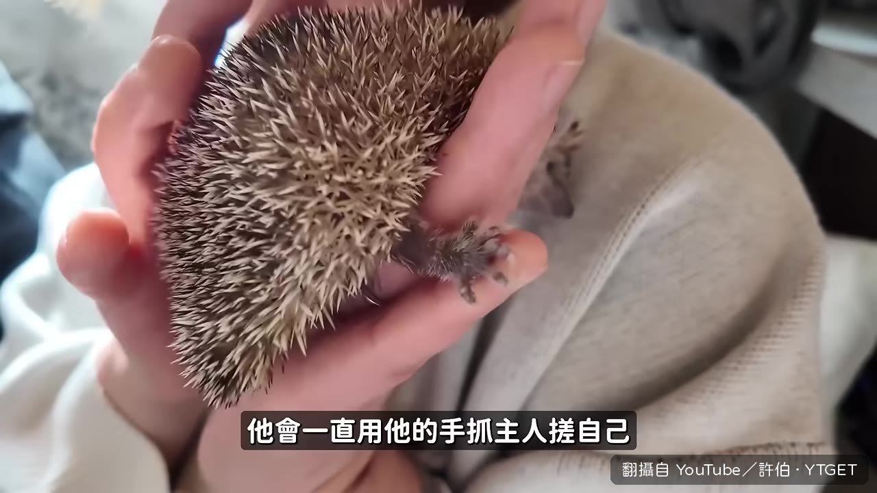 小馬島蝟抓主人的手戳自己