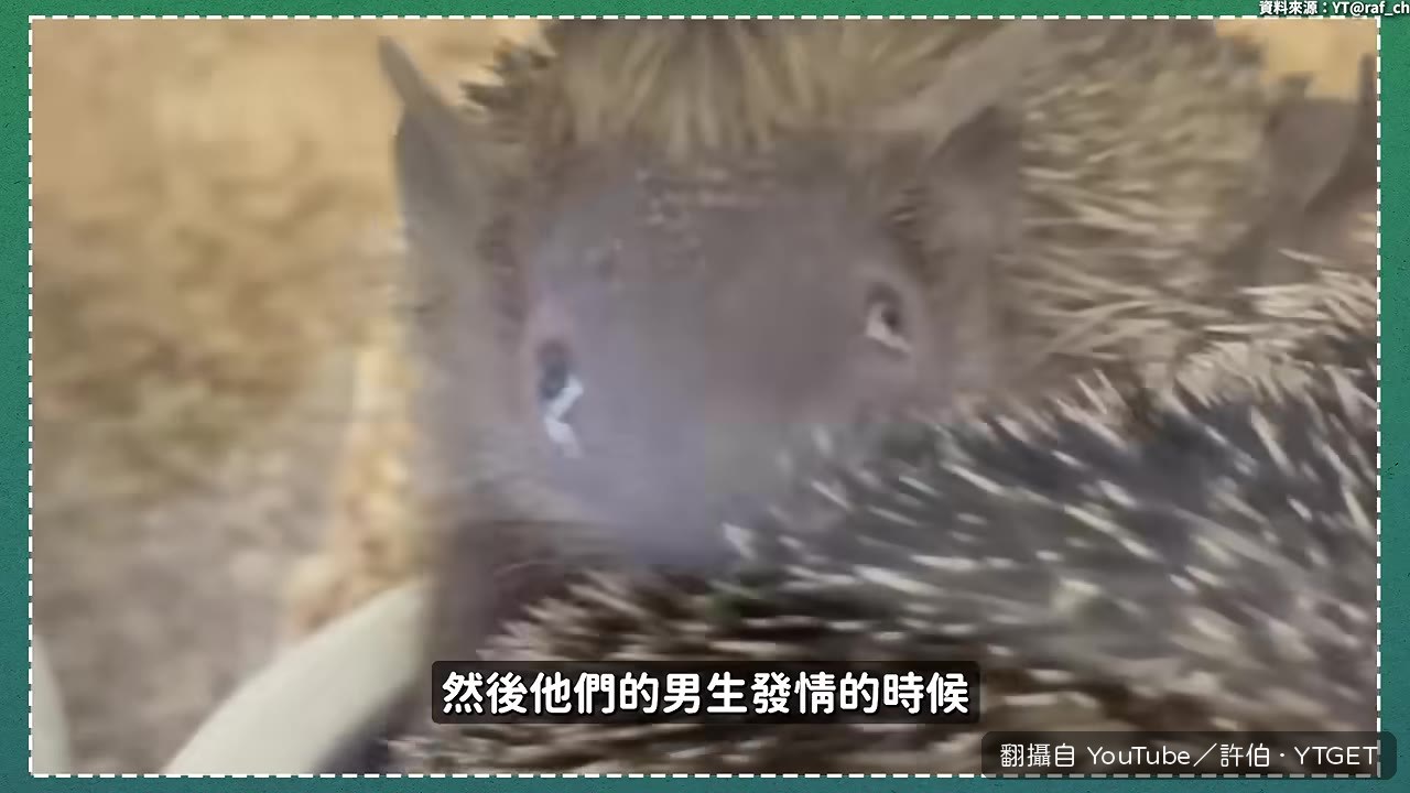 公小馬島蝟流白色眼淚