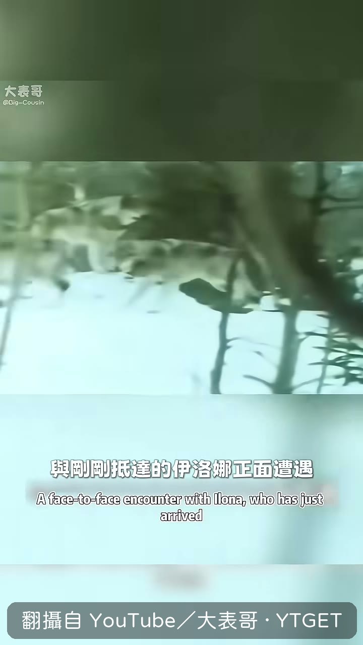 狼群丟下屍體倉皇撤離