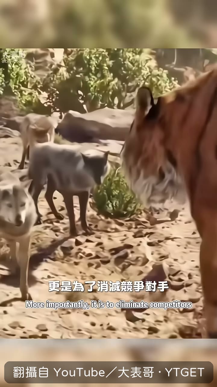 老虎一掌揮擊力量接近一噸