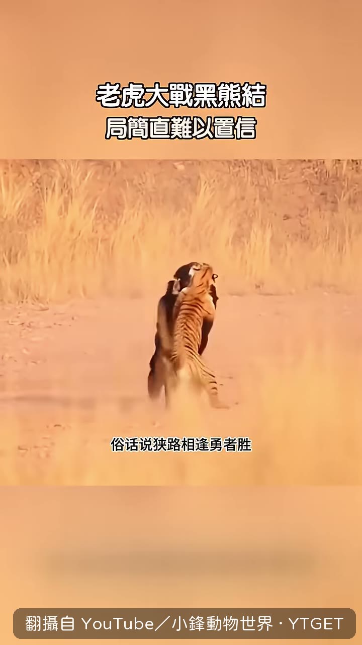 老虎直接偷襲黑熊
