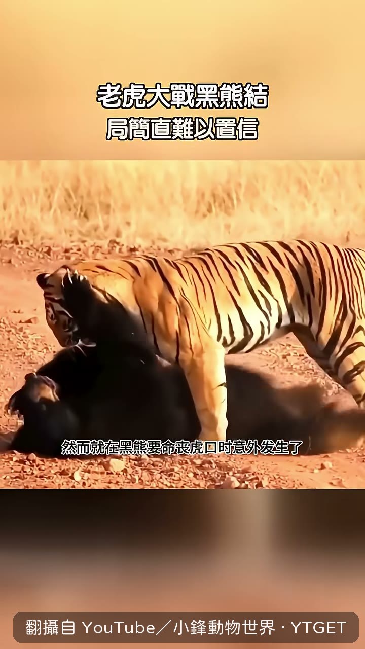 第二隻黑熊衝出來救同伴