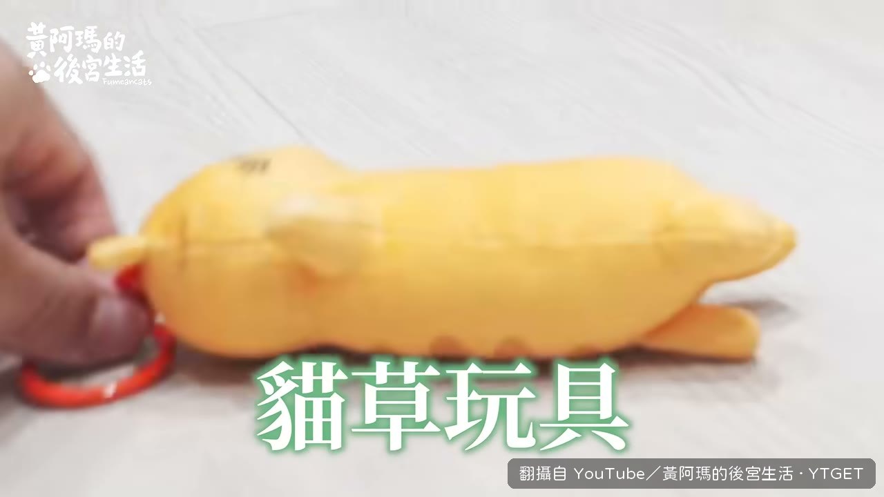 豆豆同時玩兩顆貓草球