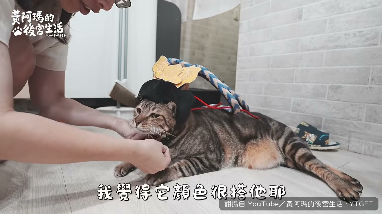 豆豆戴上呂布帽,頭抬不起來