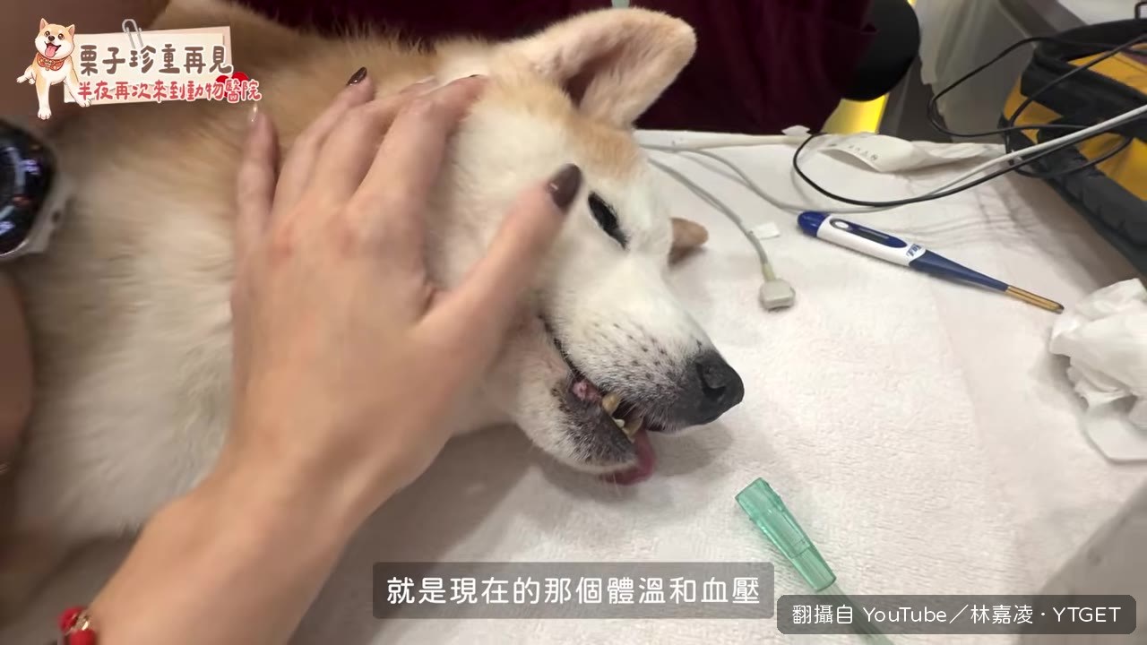醫生說明老狗重症的現實狀況