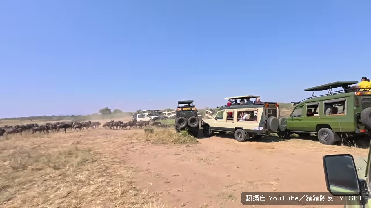 牛羚大軍衝進馬拉河,等了兩小時的一瞬間