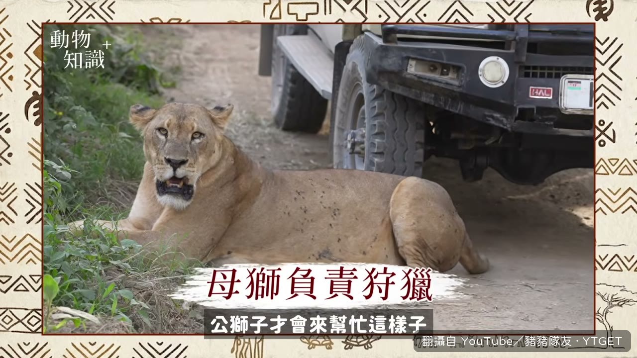 Scott 講解獅子社會的 Pride 結構