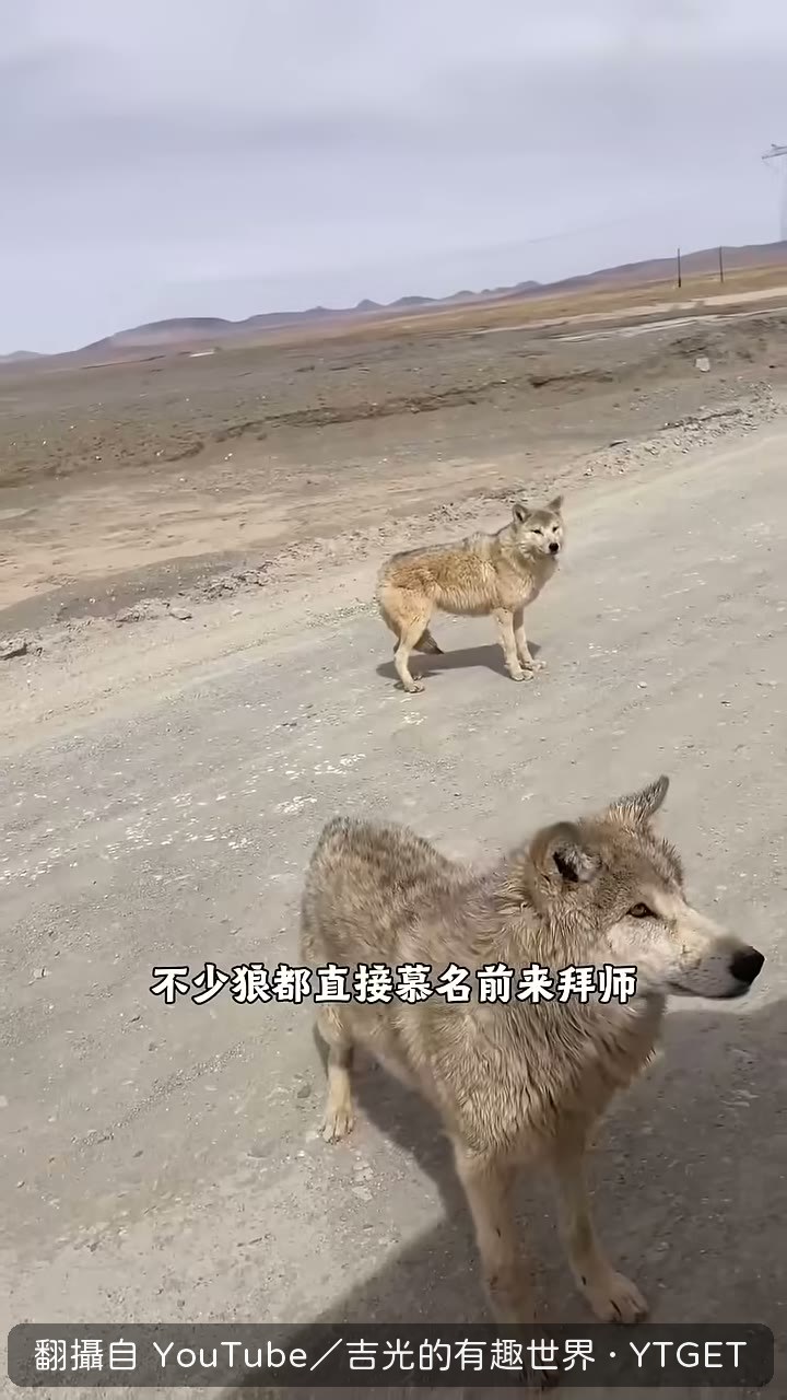 老狼變成路邊討食明星