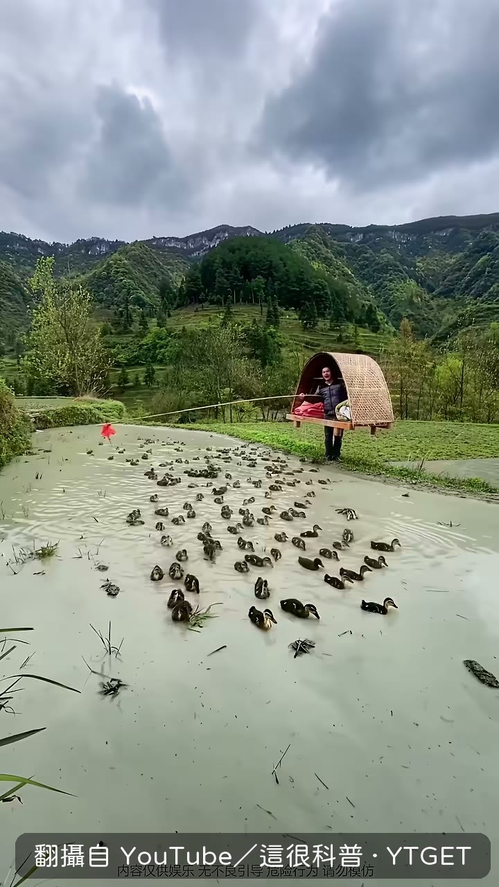 趕著上千隻鴨子走遍河流田野