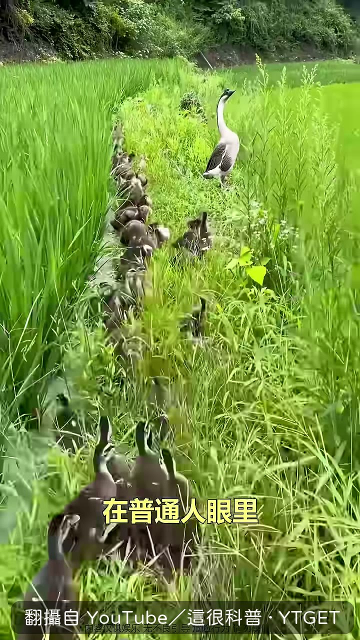 幾百隻鴨子像訓練有素的隊伍