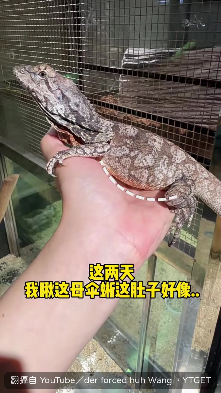 X光一照，母傘蜥肚子裡有九顆蛋