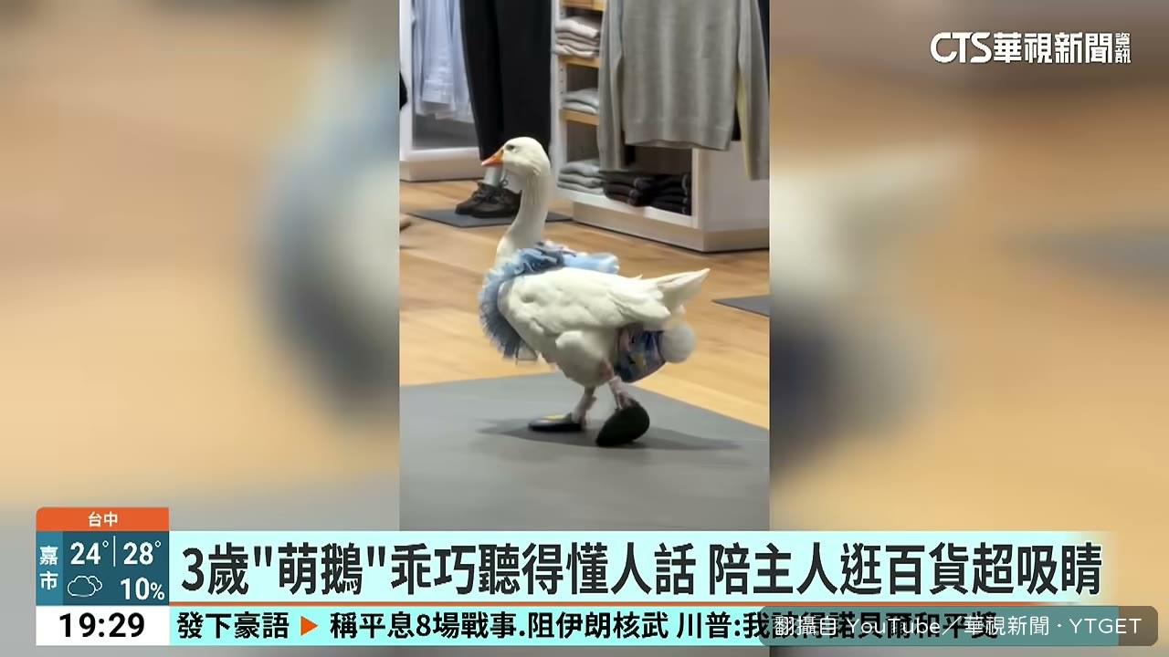 大白鵝現身百貨公司
