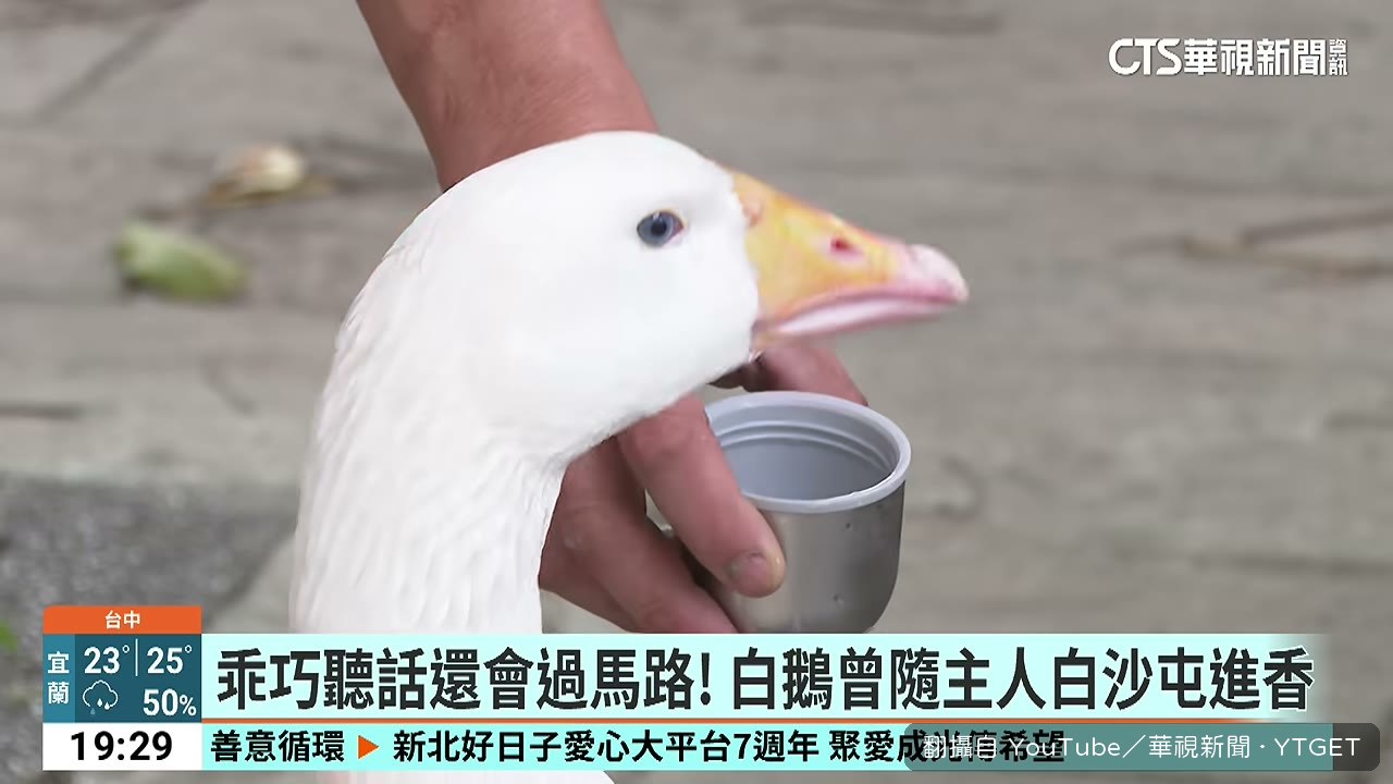 特別訂製不同顏色的蕾絲圍脖