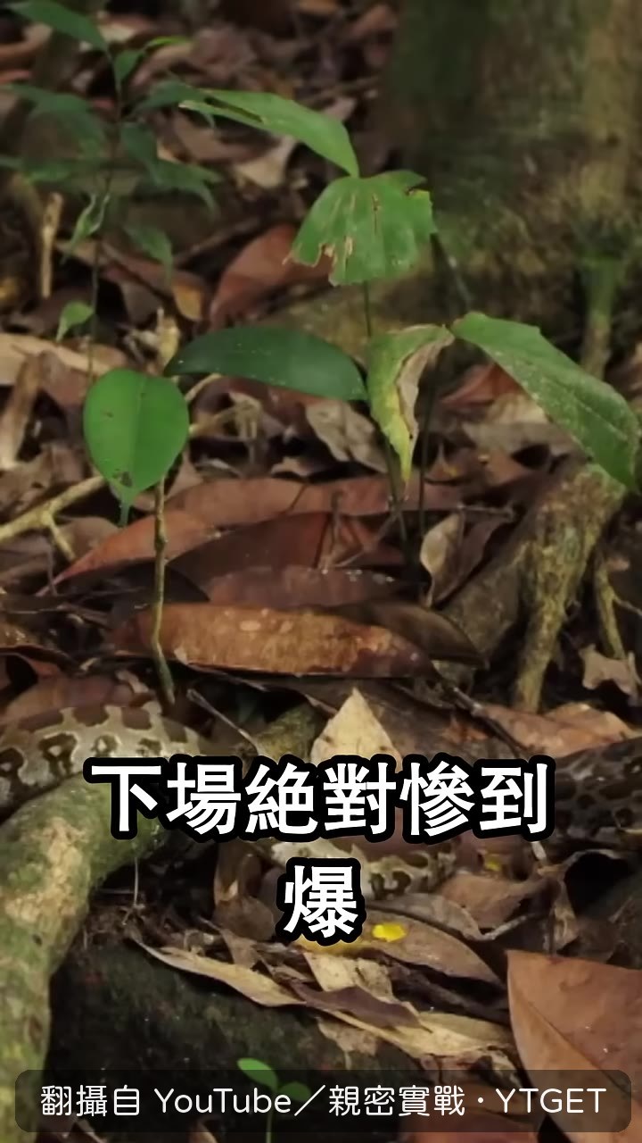 百步蛇的出血毒會讓肉整塊爛掉