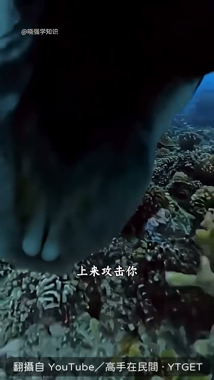 魚群會引來更大的捕食者