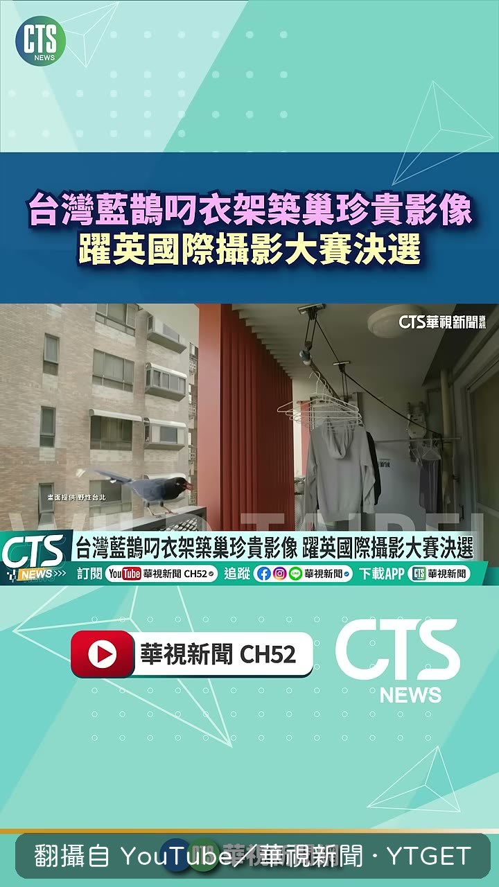 藍鵲飛進陽台叼走衣架