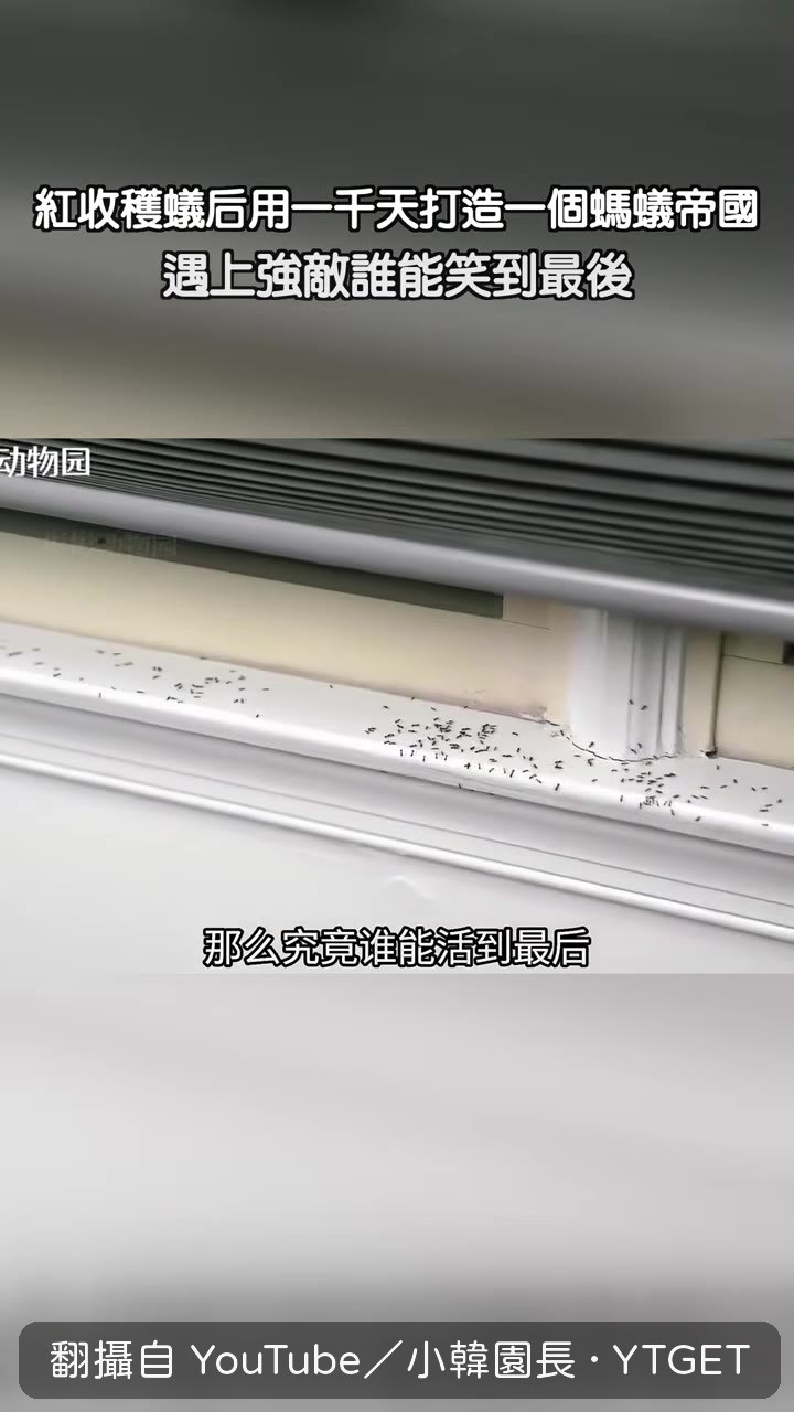 蟻后獨自在潮溼土層裡挖洞