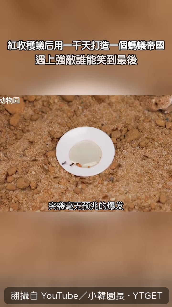 野生蟻群衝破防禦牆